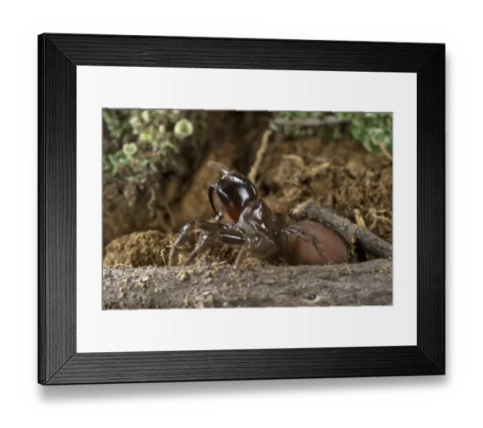 Framed Print : Purse-web Spider (Atypus sp. ) adult, Italy Framed Print : Purse-web Spider (Atypus sp. ) adult, Italy