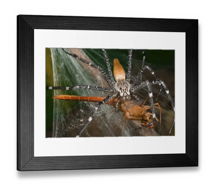 Framed Print : Funnel-web Nursery-web spider (Euprosthenops australis) adult, feeding on dragonfly caught in web, Burkina Faso Framed Print : Funnel-web Nursery-web spider (Euprosthenops australis) adult, feeding on dragonfly caught in web, Burkina Faso