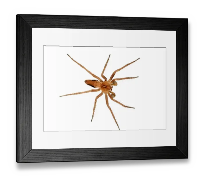 Framed Print : Nursery-web Spider (Pisaura mirabilis) adult male Framed Print : Nursery-web Spider (Pisaura mirabilis) adult male