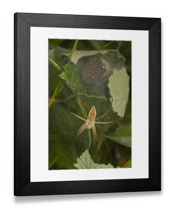 Framed Print : Nursery-web Spider (Pisaura mirabilis) adult female, guarding nursery web with young, Norfolk, England, july