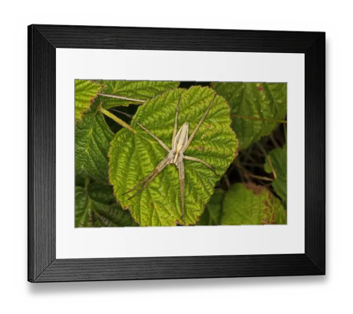 Framed Print : Nursery-web Spider (Pisaura mirabilis) adult, resting on leaf in coastal sand dunes, Gower Peninsula, Glamorgan, Wales, july Framed Print : Nursery-web Spider (Pisaura mirabilis) adult, resting on leaf in coastal sand dunes, Gower Peninsula, Glamorgan, Wales, july