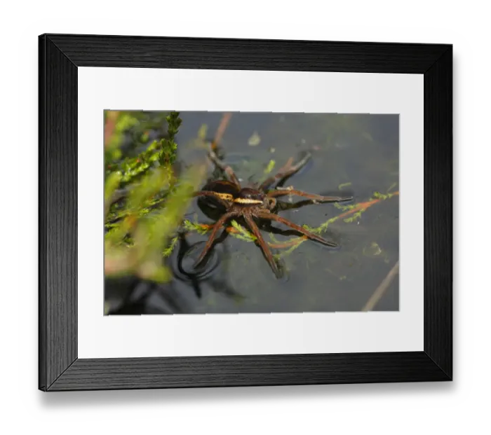 Framed Print : Raft Spider (Dolomedes fimbriatus) adult, on surface of water at edge of boggy pool, Whixall Moss National Nature Reserve, Shropshire, England, june Framed Print : Raft Spider (Dolomedes fimbriatus) adult, on surface of water at edge of boggy pool, Whixall Moss National Nature Reserve, Shropshire, England, june