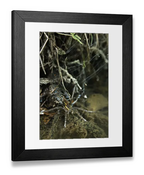 Framed Print : Raft Spider (Dolomedes fimbriatus) adult female, with legs on water surface, waiting for prey, Italy Framed Print : Raft Spider (Dolomedes fimbriatus) adult female, with legs on water surface, waiting for prey, Italy