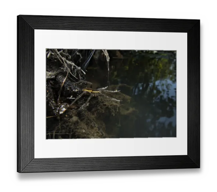 Framed Print : Raft Spider (Dolomedes fimbriatus) adult female, with legs on water surface, waiting for prey, Italy Framed Print : Raft Spider (Dolomedes fimbriatus) adult female, with legs on water surface, waiting for prey, Italy