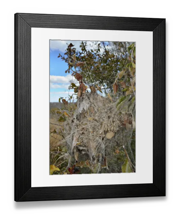 Framed Print : African Social Spider (Stegodyphus dumicola) communal web in bush, South Africa Framed Print : African Social Spider (Stegodyphus dumicola) communal web in bush, South Africa