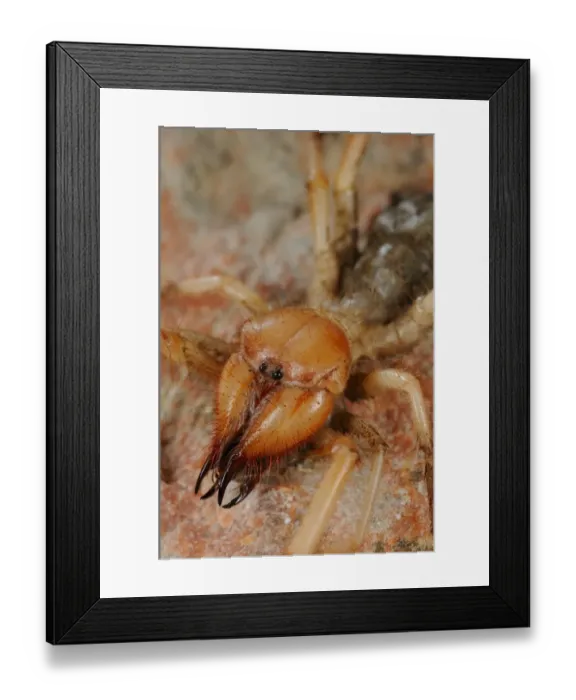 Framed Print : Sun-spider (Solifugae sp. ) adult, close-up of head, Abd el Kuri Island, Socotra Archipelago, Yemen, april Framed Print : Sun-spider (Solifugae sp. ) adult, close-up of head, Abd el Kuri Island, Socotra Archipelago, Yemen, april