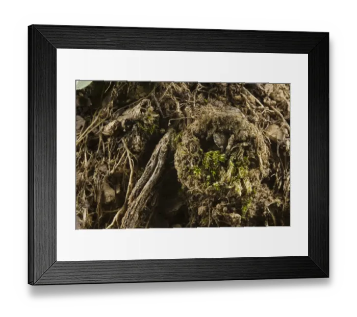 Framed Print : Moggridge's Trapdoor Spider (Cteniza moggridgei) burrow trapdoor, Liguria, Italy, november