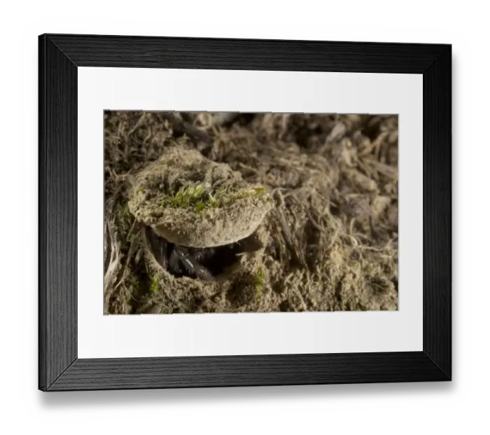 Framed Print : Moggridge's Trapdoor Spider (Cteniza moggridgei) subadult, at burrow trapdoor, Liguria, Italy, november Framed Print : Moggridge's Trapdoor Spider (Cteniza moggridgei) subadult, at burrow trapdoor, Liguria, Italy, november