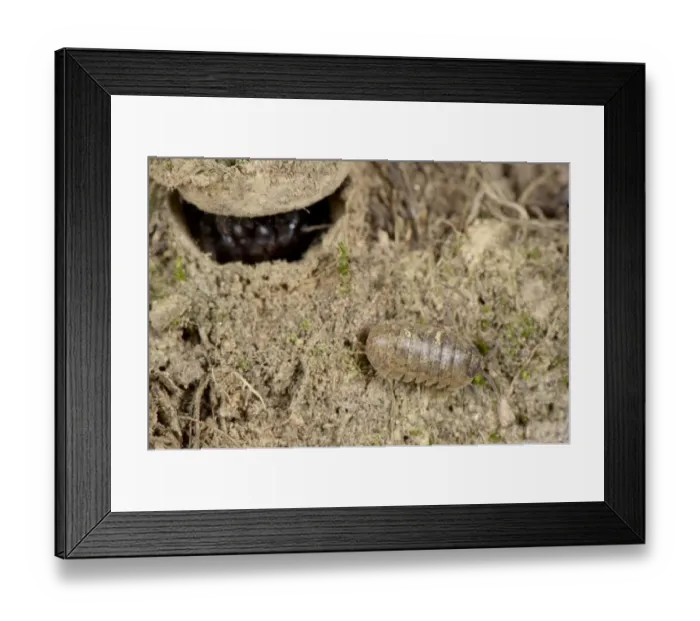 Framed Print : Moggridge's Trapdoor Spider (Cteniza moggridgei) subadult, at burrow trapdoor, with passing woodlouse prey, Liguria, Italy, november Framed Print : Moggridge's Trapdoor Spider (Cteniza moggridgei) subadult, at burrow trapdoor, with passing woodlouse prey, Liguria, Italy, november