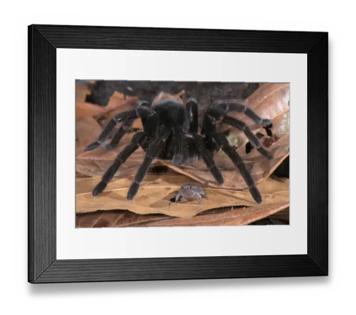Framed Print : Peruvian Tarantula (Pamphobeteus sp. ) adult, walking over Dotted Humming Frog (Chiasmocleis ventrimaculata) without preying on it, interspecific commensal relationship, Los Amigos Biological Station, Madre de Dios, Amazonia, Peru Framed Print : Peruvian Tarantula (Pamphobeteus sp. ) adult, walking over Dotted Humming Frog (Chiasmocleis ventrimaculata) without preying on it, interspecific commensal relationship, Los Amigos Biological Station, Madre de Dios, Amazonia, Peru
