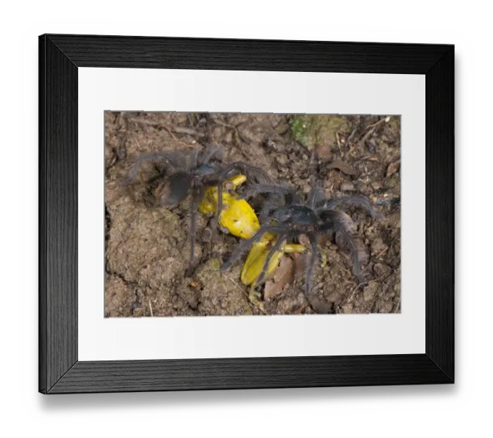 Framed Print : Peruvian Tarantula (Pamphobeteus sp. ) two young, feeding on Amazon Snouted Treefrog (Scinax ictericus) prey, Los Amigos Biological Station, Madre de Dios, Amazonia, Peru Framed Print : Peruvian Tarantula (Pamphobeteus sp. ) two young, feeding on Amazon Snouted Treefrog (Scinax ictericus) prey, Los Amigos Biological Station, Madre de Dios, Amazonia, Peru