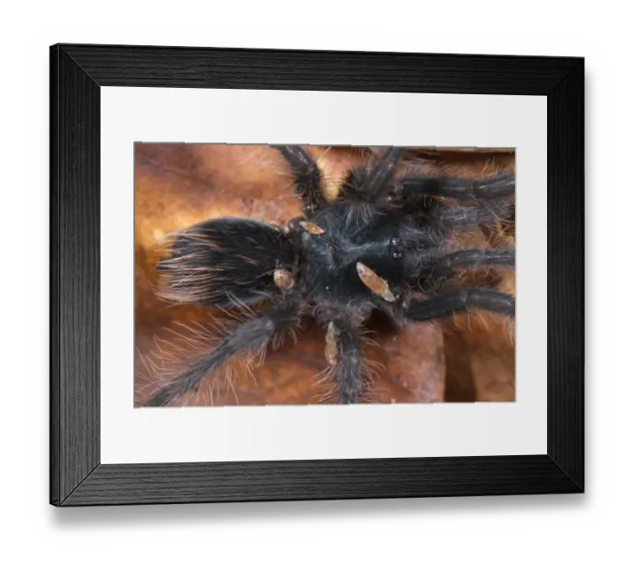 Framed Print : Peruvian Tarantula (Pamphobeteus sp. ) young, parasitized by fly larvae, Los Amigos Biological Station, Madre de Dios, Amazonia, Peru Framed Print : Peruvian Tarantula (Pamphobeteus sp. ) young, parasitized by fly larvae, Los Amigos Biological Station, Madre de Dios, Amazonia, Peru