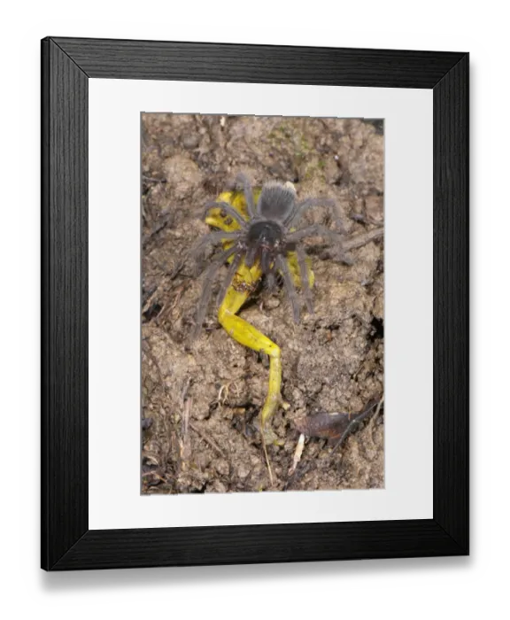 Framed Print : Peruvian Tarantula (Pamphobeteus sp. ) young, feeding on Amazon Snouted Treefrog (Scinax ictericus) prey, Los Amigos Biological Station, Madre de Dios, Amazonia, Peru Framed Print : Peruvian Tarantula (Pamphobeteus sp. ) young, feeding on Amazon Snouted Treefrog (Scinax ictericus) prey, Los Amigos Biological Station, Madre de Dios, Amazonia, Peru