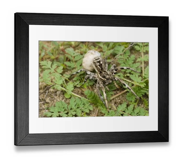 Framed Print : Italian Wolfspider (Lycosa tarentula) adult female, carrying egg sac, Italy, october Framed Print : Italian Wolfspider (Lycosa tarentula) adult female, carrying egg sac, Italy, october