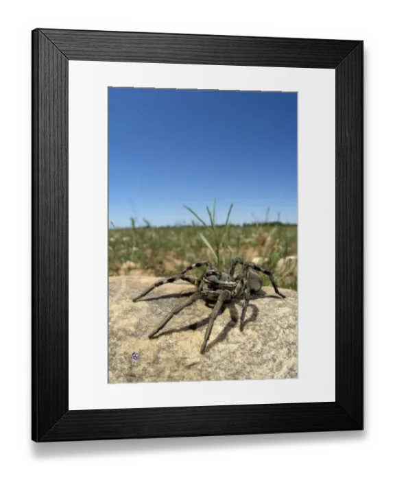 Framed Print : Narbonne's Wolfspider (Lycosa narbonensis) adult female, on rock in habitat, Saint Martin de Crau, Bouches-du-Rhone, France, june Framed Print : Narbonne's Wolfspider (Lycosa narbonensis) adult female, on rock in habitat, Saint Martin de Crau, Bouches-du-Rhone, France, june