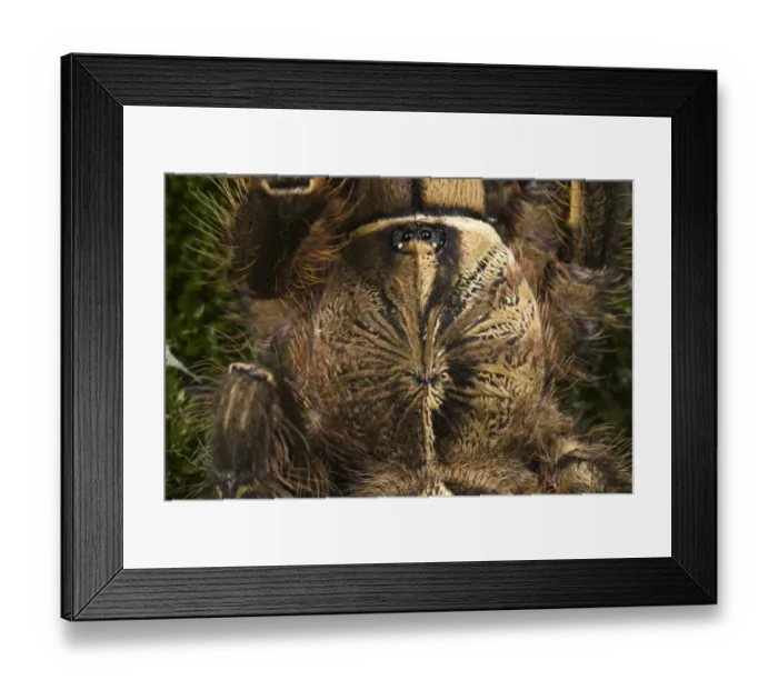 Framed Print : Fringed Ornamental Tarantula (Poecilotheria ornata) subadult, close-up of cephalothorax, showing gynandromorphic phenotype, left side is male and right side is female (captive)