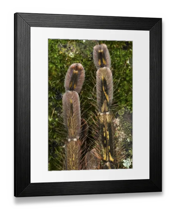 Framed Print : Fringed Ornamental Tarantula (Poecilotheria ornata) subadult, close-up of legs, showing gynandromorphic phenotype, left side is male and right side is female (captive) Framed Print : Fringed Ornamental Tarantula (Poecilotheria ornata) subadult, close-up of legs, showing gynandromorphic phenotype, left side is male and right side is female (captive)