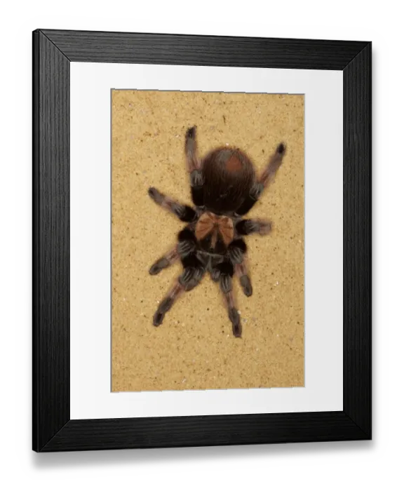 Framed Print : Mexican Redleg Tarantula (Brachypelma emilia) adult, on sand (captive) Framed Print : Mexican Redleg Tarantula (Brachypelma emilia) adult, on sand (captive)