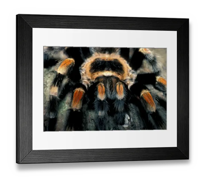 Framed Print : Red-kneed Tarantula (Eurypelma smithi) Close-up - endangered - Mexico Framed Print : Red-kneed Tarantula (Eurypelma smithi) Close-up - endangered - Mexico