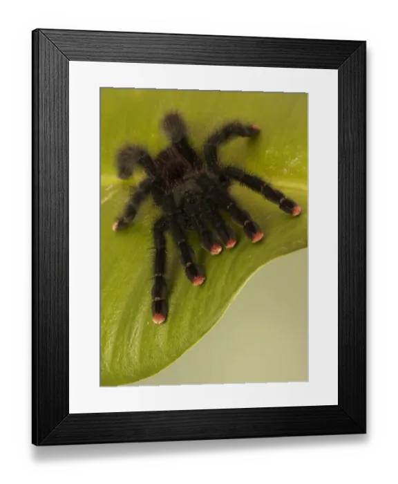Framed Print : Common Pinktoe Tarantula (Avicularia avicularia) adult, resting on leaf (captive) Framed Print : Common Pinktoe Tarantula (Avicularia avicularia) adult, resting on leaf (captive)