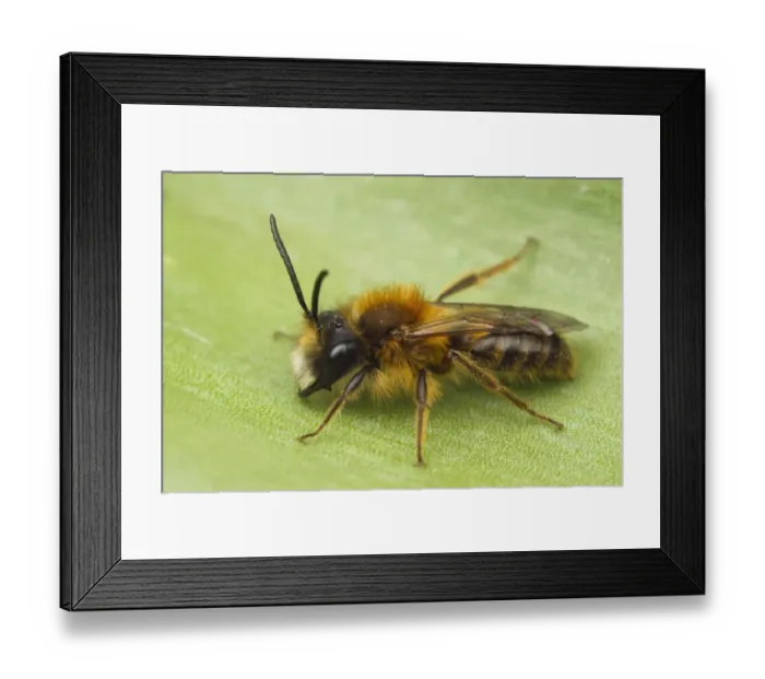 Framed Print : Tawny Mining Bee (Andrena fulva) adult male, resting on leaf, Leicestershire, England, april Framed Print : Tawny Mining Bee (Andrena fulva) adult male, resting on leaf, Leicestershire, England, april