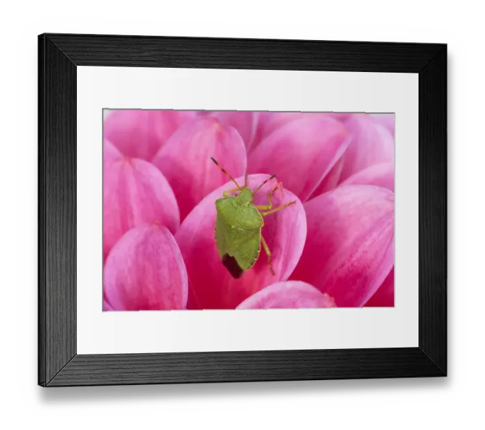 Framed Print : Green Shieldbug (Palomena prasina) adult, resting on pink dahlia flower, Essex, England Framed Print : Green Shieldbug (Palomena prasina) adult, resting on pink dahlia flower, Essex, England