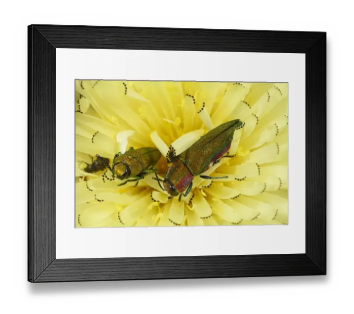 Framed Print : Emerald Ash-borer Beetle (Anthaxia hungarica) two adults, on hawkbit flower, near Minerve, Herault, Languedoc-Roussillon, France, may Framed Print : Emerald Ash-borer Beetle (Anthaxia hungarica) two adults, on hawkbit flower, near Minerve, Herault, Languedoc-Roussillon, France, may