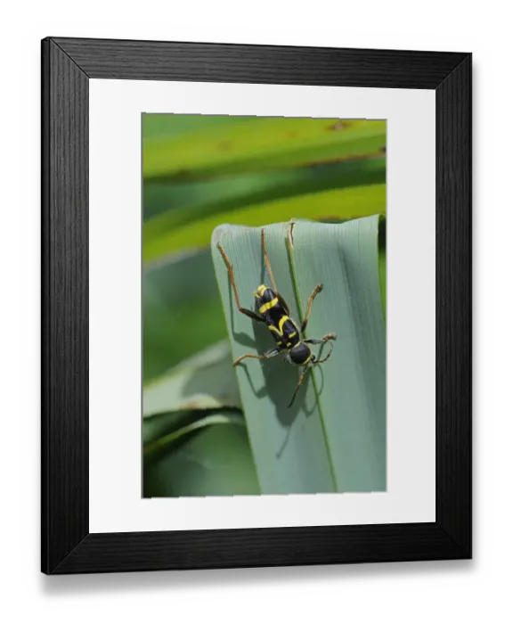 Framed Print : Wasp Beetle (Clytus arietis) adult, resting on leaf, Kent, England, may Framed Print : Wasp Beetle (Clytus arietis) adult, resting on leaf, Kent, England, may