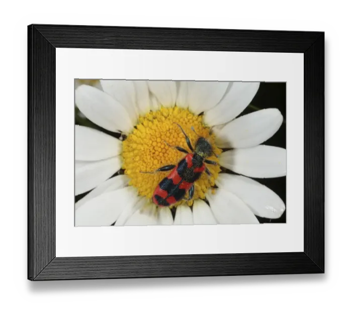 Framed Print : Checkered Bee Beetle (Trichodes apiarius) adult, feeding on Ox-eye Daisy (Leucanthemum vulgare) flower, Pyrenees, Ariege, France, may