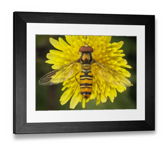 Framed Print : Marmalade Hoverfly (Episyrphus balteatus) adult, feeding on flower, Suffolk, England, july Framed Print : Marmalade Hoverfly (Episyrphus balteatus) adult, feeding on flower, Suffolk, England, july
