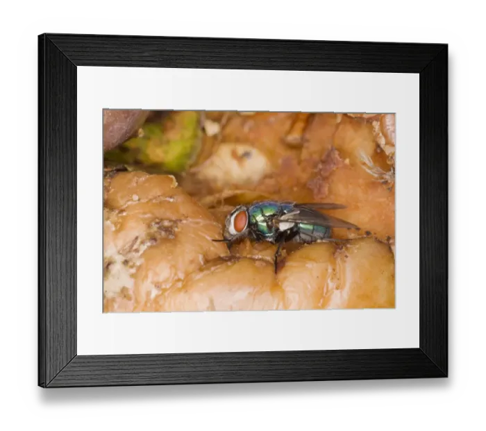 Framed Print : Common Greenbottle (Lucilia sericata) adult, feeding on rotting apple, Essex, England, august