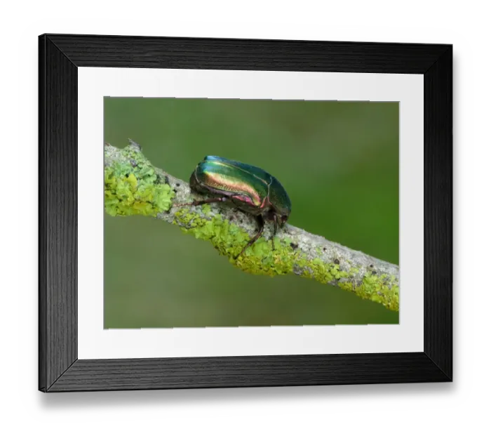Framed Print : Rose-chafer (Cetonia aurata) adult, resting on lichen covered twig, Cannobina Valley, Piedmont, Northern Italy, july Framed Print : Rose-chafer (Cetonia aurata) adult, resting on lichen covered twig, Cannobina Valley, Piedmont, Northern Italy, july