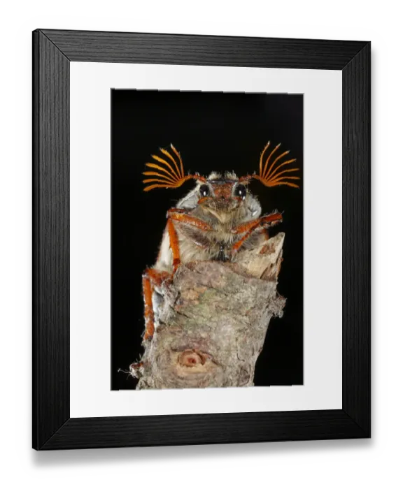 Framed Print : Cockchafer (Melolontha melolontha) adult male, resting on twig, Powys, Wales, june Framed Print : Cockchafer (Melolontha melolontha) adult male, resting on twig, Powys, Wales, june