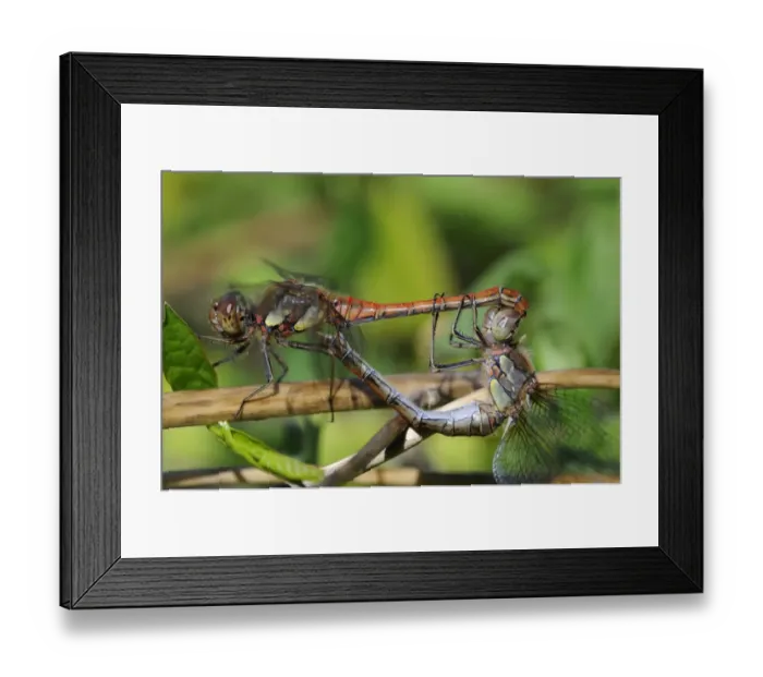 Framed Print : Common Darter Dragonfly (Sympetrum striolatum) adult pair, mating in wheel position, Oxfordshire, England, september