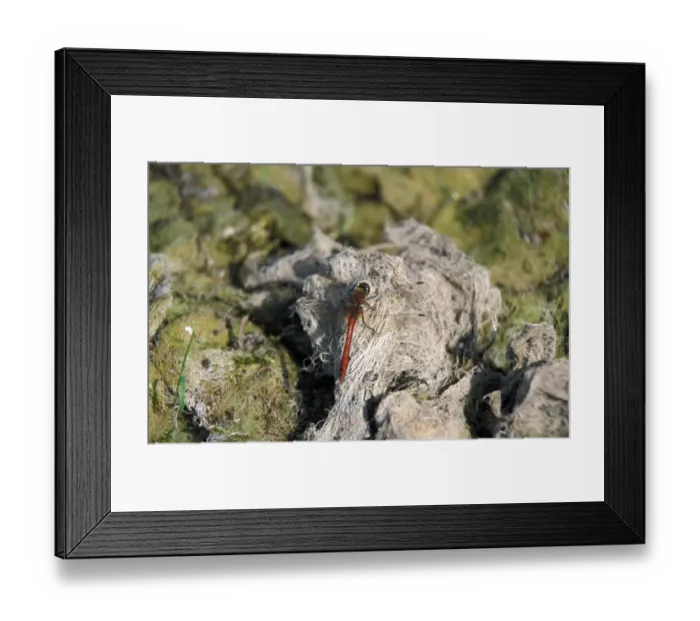 Framed Print : Ruddy Darter (Sympetrum sanguineum) Male - Cornard Mere - Suffolk Wildlife Trust Framed Print : Ruddy Darter (Sympetrum sanguineum) Male - Cornard Mere - Suffolk Wildlife Trust