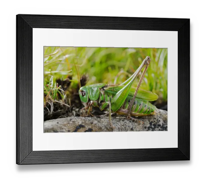 Framed Print : Wart-biter Cricket (Decticus verrucivorus) adult male, resting on rock, Italy, august Framed Print : Wart-biter Cricket (Decticus verrucivorus) adult male, resting on rock, Italy, august