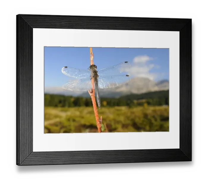Framed Print : Black Darter (Sympetrum danae) adult male, resting on twig in habitat, Italian Alps, Italy, october