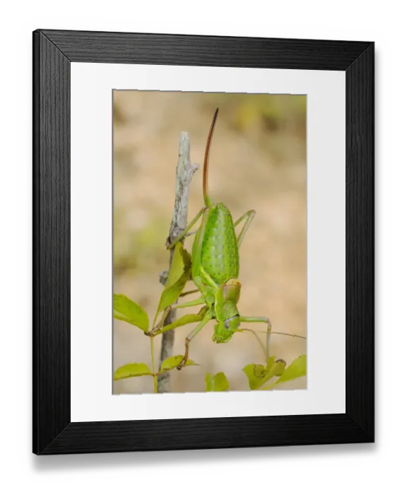 Framed Print : Bush-cricket (Ephippiger zelleri) adult female, climbing on twig, Italy, july