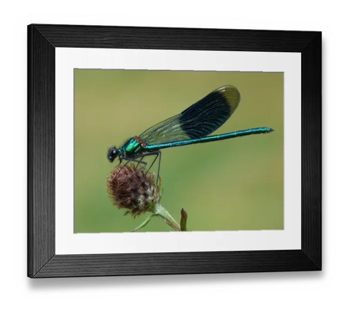 Framed Print : Banded Demoiselle (Calopteryx splendens) adult male, resting on knapweed, Leicestershire, England, august Framed Print : Banded Demoiselle (Calopteryx splendens) adult male, resting on knapweed, Leicestershire, England, august
