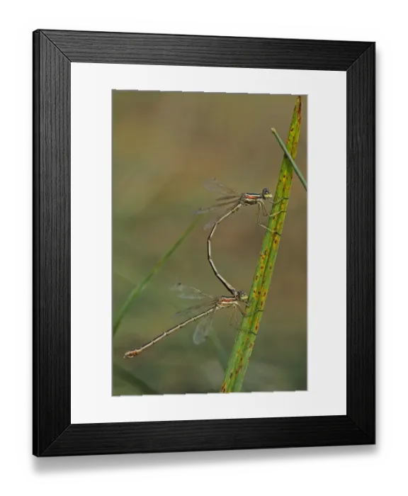 Framed Print : Southern Emerald Damselfly (Lestes barbarus) adult pair, mating, Bulgaria, september Framed Print : Southern Emerald Damselfly (Lestes barbarus) adult pair, mating, Bulgaria, september