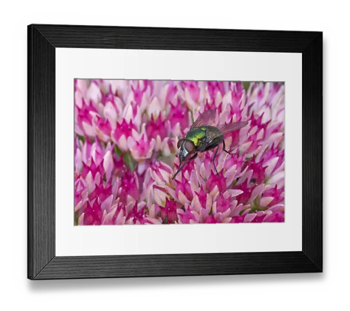 Framed Print : Greenbottle (Lucilia caesar) adult, cleaning front legs, resting on Iceplant (Sedum sp. ) flowers in garden, Warwickshire, England, september Framed Print : Greenbottle (Lucilia caesar) adult, cleaning front legs, resting on Iceplant (Sedum sp. ) flowers in garden, Warwickshire, England, september