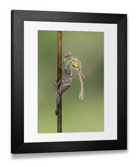 Framed Print : Large Red Damselfly (Pyrrhosoma nymphula) adult, emerging from exuvia, Leicestershire, England, april Framed Print : Large Red Damselfly (Pyrrhosoma nymphula) adult, emerging from exuvia, Leicestershire, England, april