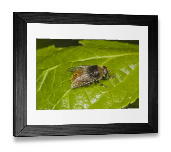 Framed Print : Narcissus Bulb Fly (Merodon equestris) adult, resting on leaf, Norfolk, England, june Framed Print : Narcissus Bulb Fly (Merodon equestris) adult, resting on leaf, Norfolk, England, june