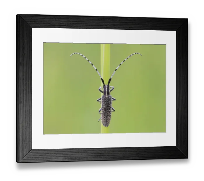 Framed Print : Golden-bloomed Grey Longhorn Beetle (Agapanthia villosoviridescens) adult, resting on grass stem, Leicestershire, England, june Framed Print : Golden-bloomed Grey Longhorn Beetle (Agapanthia villosoviridescens) adult, resting on grass stem, Leicestershire, England, june