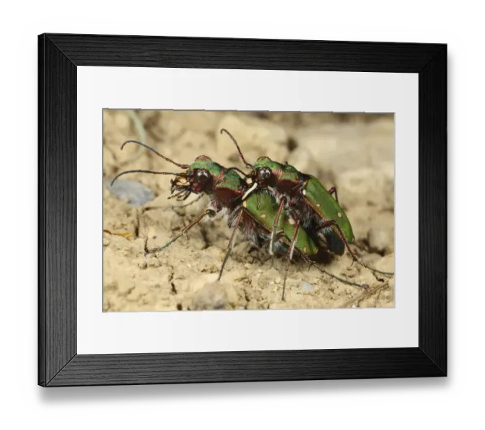 Framed Print : Green Tiger Beetle (Cicindela campestris) adult pair, mating, Pyrenees, Ariege, France, may Framed Print : Green Tiger Beetle (Cicindela campestris) adult pair, mating, Pyrenees, Ariege, France, may