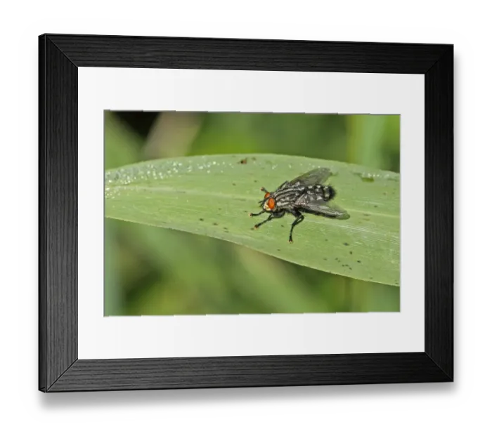 Framed Print : Flesh Fly (Sarcophaga carnaria) adult, resting on leaf, Norfolk, England, september Framed Print : Flesh Fly (Sarcophaga carnaria) adult, resting on leaf, Norfolk, England, september