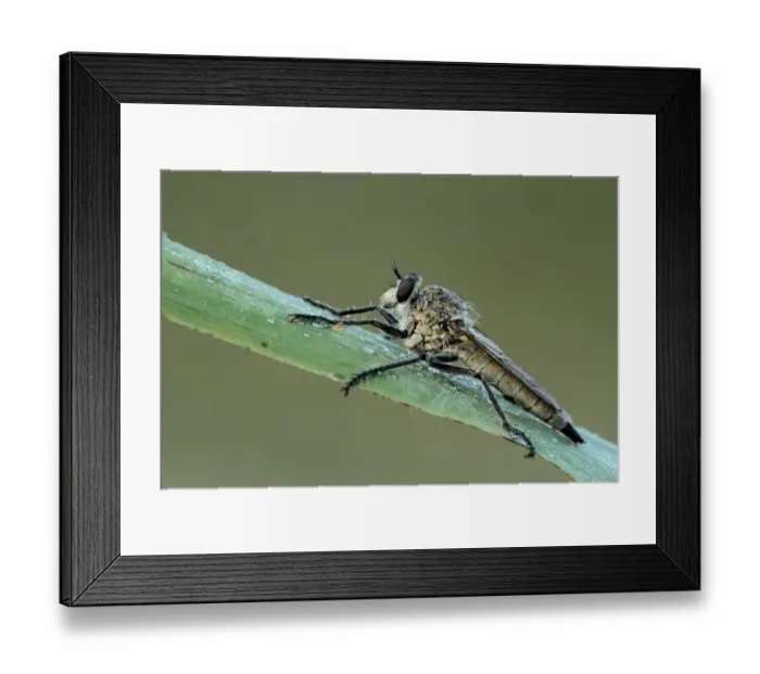 Framed Print : Dune Robber Fly (Philonicus albiceps) adult, covered with dew, resting on reed leaf, Suffolk, England, july Framed Print : Dune Robber Fly (Philonicus albiceps) adult, covered with dew, resting on reed leaf, Suffolk, England, july