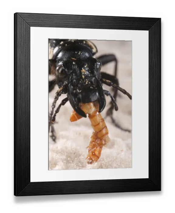 Framed Print : Six-spot Ground Beetle (Anthia sexguttata) adult, close-up of head, feeding on Mealworm (Tenebrionidae sp. ) larva, Northern Africa Framed Print : Six-spot Ground Beetle (Anthia sexguttata) adult, close-up of head, feeding on Mealworm (Tenebrionidae sp. ) larva, Northern Africa