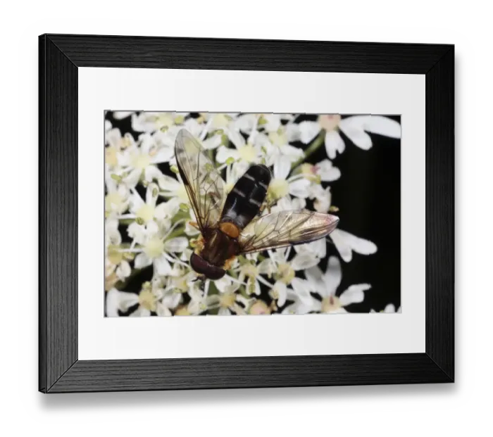 Framed Print : Hoverfly (Leucozona glaucia) adult male, feeding on Hogweed (Heracleum sphondylium) flower, Powys, Wales, july Framed Print : Hoverfly (Leucozona glaucia) adult male, feeding on Hogweed (Heracleum sphondylium) flower, Powys, Wales, july