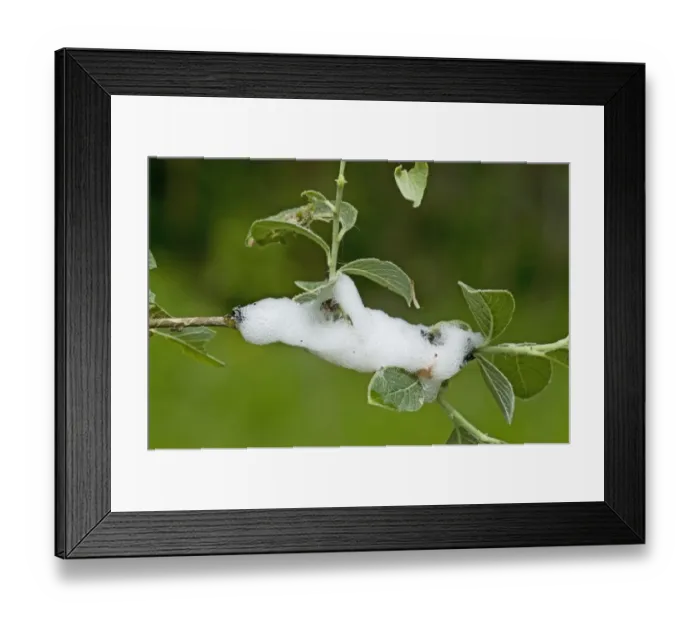 Framed Print : Common Froghopper (Philoenus spumarius) nymph in cuckoo-spit froth, England, may Framed Print : Common Froghopper (Philoenus spumarius) nymph in cuckoo-spit froth, England, may